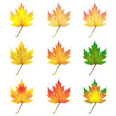 realistic maple leaves isolated on white background