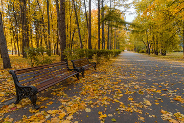 Wall Mural - An autumnal alley covered with bright leaves on a sunny day in the fall. Park benches. City park during fall foliage.