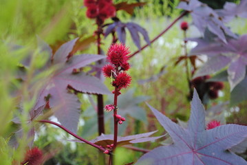 pink flower with thorns