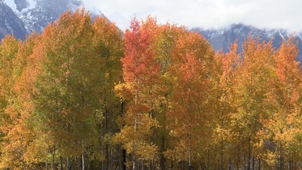 Wall Mural - Scenic Autumn Landscape in the Tetons