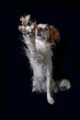 Studio portrait of an orange and white Brittany Dog on black background giving a high five or stop signal.