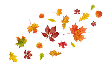 Wall Mural - falling autumn leaves isolated on white background.