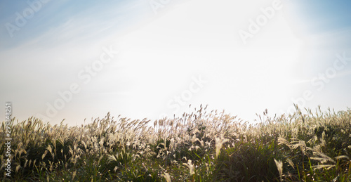 Beautiful Silver Grass Or Miscanthus Sinensis Of A Jeju Island At Korea Autumn Buy This Stock Photo And Explore Similar Images At Adobe Stock Adobe Stock
