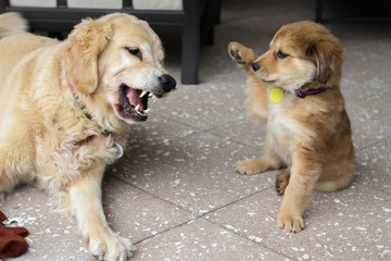 Golden Retriever and Puppy at Play