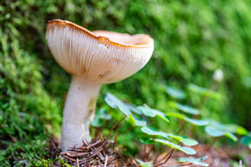 Ein Täubling wächst auf dem herbstlichen Waldboden