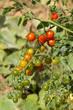 Viele kleine rote Tomaten am Strauch, Solanaceae  pomodoro