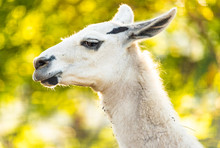 Full White Llama (Lama Glama) Head And Neck Closeup