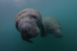 © Nat Sumanatemeya/Stocksy - Manatee