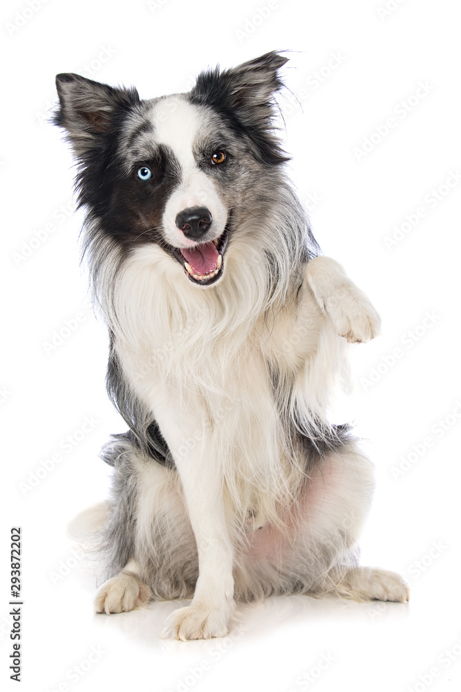 Border collie dog on white background lift the paw - obrazy, fototapety, plakaty 