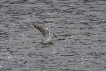 Canvas Print - black headed gulls by the river