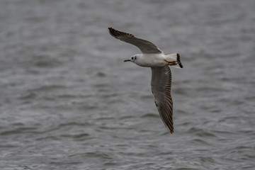 Poster - black headed gulls by the river