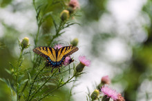 Eastern Tiger Swallowtail Butterfly (papilio Glaucus) Feeding On Thistle Flowers In The Fall