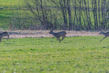 Poster - roe deer in the fields