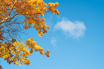                   Bright yellow and orange leaves on branches of autumn tree against a blue sky. Copy space.