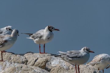 Poster - seagull on rock