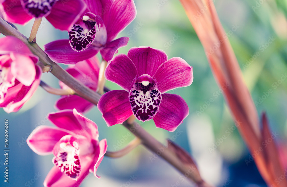 Phalaenopsis orchid macro - obrazy, fototapety, plakaty 