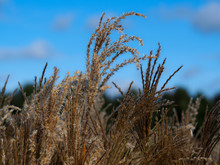 Tall Chinese Silvergrass (Miscanthus Sinensis Against A Blue Sky