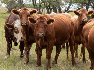 Young cattle in a pasture curious 