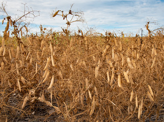 Ripened peas in a field ready for harvest