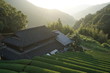 Japan tea field