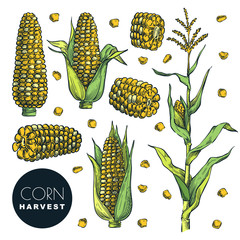 Wall Mural - Corn cobs, grain, isolated on white background. Sketch vector illustration. Cereal agriculture, autumn maize harvest.