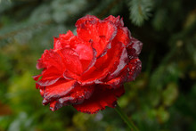 Beautiful Openwork Big Red Rose In Raindrops