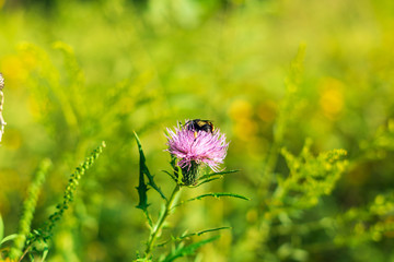 bumblebee on pink thistle flower in a field in Autumn