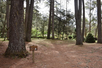 Poster - campos do jordao 