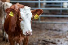 Young Cow Calf Portrait