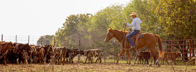 Wall Mural - Cowboy preparing to rope calves for branding and inspection on the cattle ranch