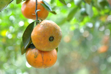 Canvas Print - Tangerines fruit