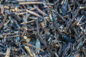 Big anthill in woods. Big anthill with colony of ants in summer forest, macro