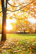 Beautiful sunny autumnal park, fall season scene background. picturesque landscape with Golden Autumn Trees and Leaves in park. copy space