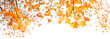 bright yellow orange maple leaves against light background. Indian summer, Autumnal last warm season. beautiful golden Fall forest. banner. copy space