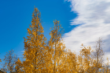 Wall Mural - Birches with bright yellow leaves against the sky gray clouds, autumn landscape