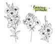 Sketch Floral Botany Collection. Evening primrose flower drawings. Black and white with line art on white backgrounds. Hand Drawn Botanical Illustrations.Vector.