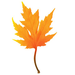 Wall Mural - Autumn maple leaf vector on a white background.