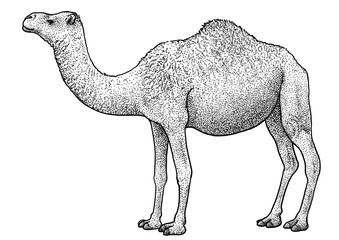 Wall Mural - Arabian camel, dromedary illustration, drawing, engraving, ink, line art, vector