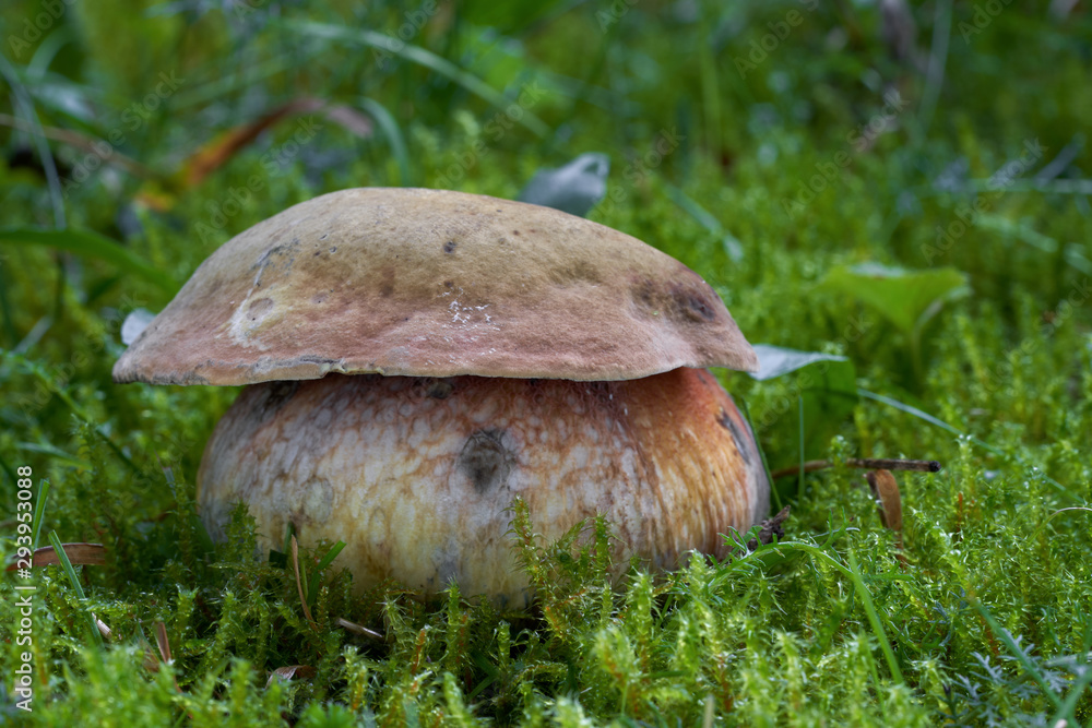 Edible mushroom Suillellus luridus formerly Boletus luridus growing in the moss on the edge of the spruce forest. Also known as the lurid bolete. Mushroom with yellow brownish cap and yellow-red stem.