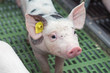Pink pigs on the farm. Swine at the farm. Meat industry. Pig farming to meet the growing demand for meat.