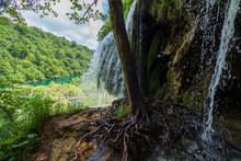 Scenic View Of Pure Fresh Water Rushing Down A Rock Flushing Out The Roots Of A Tree At The Plitvice Lakes National Park In Croatia