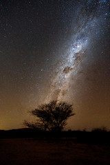 Wall Mural - beautiful milky way with alone tree in namibia. night landscape photograph.