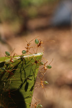 Green Ants (Oecophylla Smaragdina) Nest In A Tree