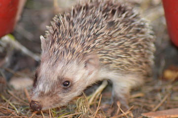 hedgehog