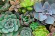 Top view of various succulent plants houseplant background