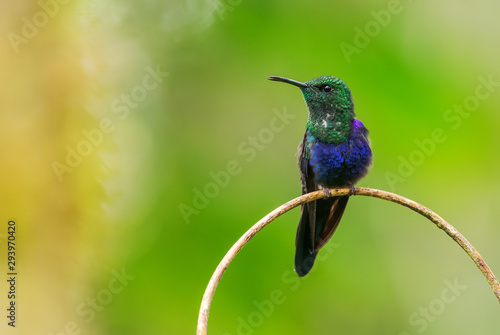 Fork-tailed Woodnymph - Thalurania furcata, beautiful neck-shining hummingbird from Andean slopes of South America, Wild Sumaco, Ecuador Tableau sur Toile