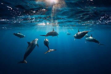 Wall Mural - Spinner dolphins underwater in ocean