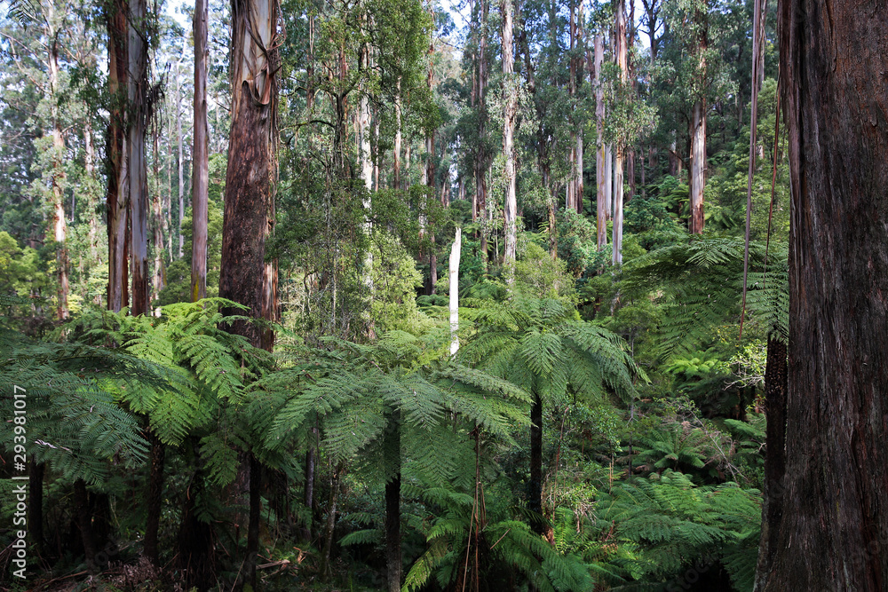 Sherbrooke Forest in Melbourne's Dandenong Ranges with its tree ferns ...