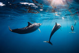 Spinner dolphins underwater in blue ocean with light