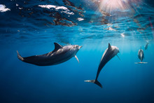Spinner Dolphins Underwater In Blue Ocean With Light